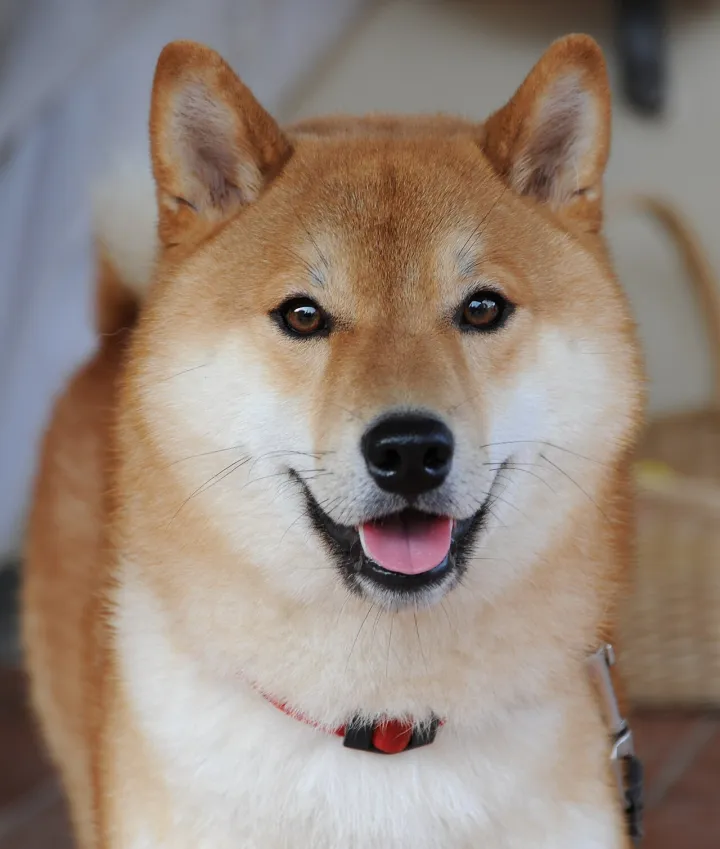 Shiba inu taiki