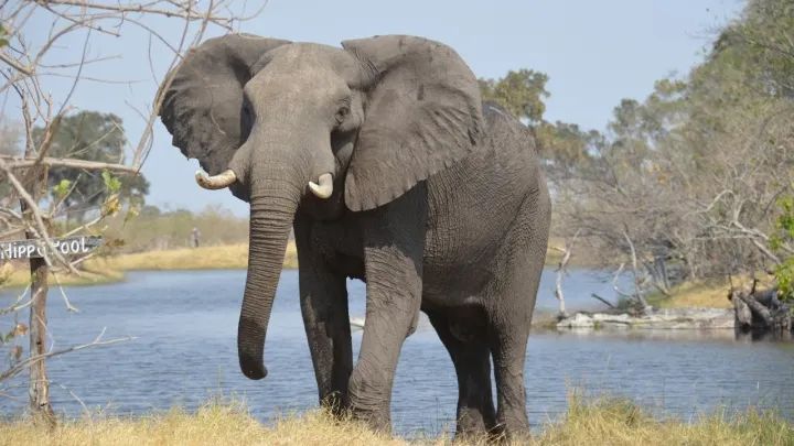 Nature’s Healers: How Elephants Use Plants and Mud to Heal Themselves