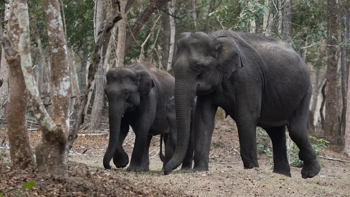 Portrait of three elephants (50855487628)