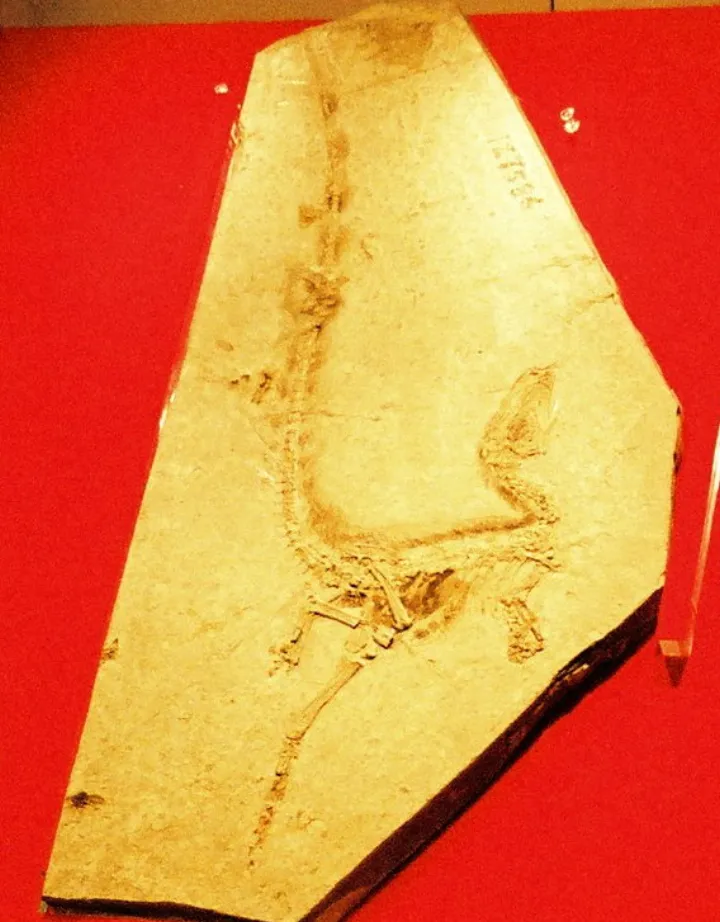 Fossil of Sinosauropteryx