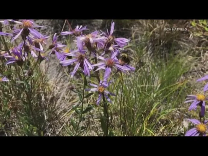 Simple steps can save native bumblebees