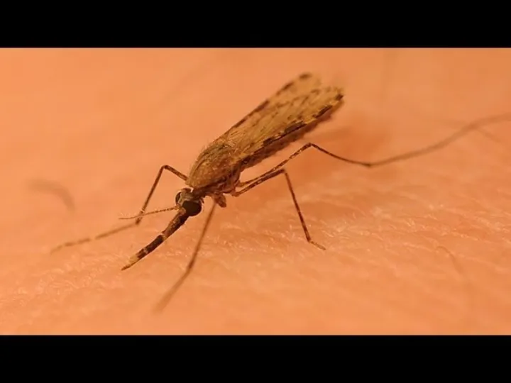 New, Strong Insect Repellent Discovered
