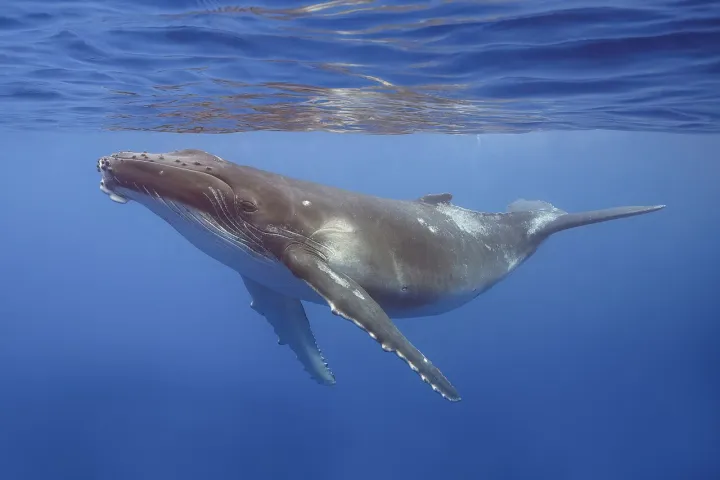 Humpback whale (Megaptera novaeangliae) calf Moorea 2