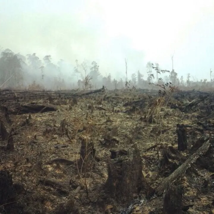 Fires in Indonesia- Perspective from the Ground (23569270392)