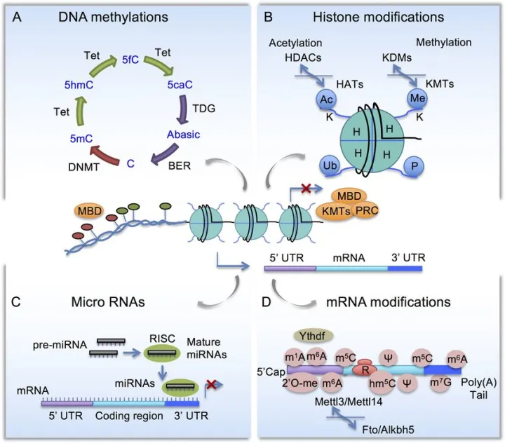 Schematic diagram of epigenetic mechanisms