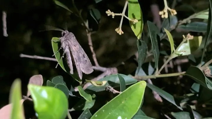 Return of swarming moth spectacle has Australia in a flutter