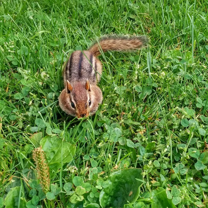 Full Cheeks (19864997751)
