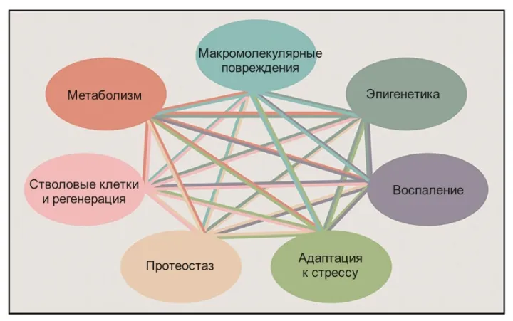 The seven pillars of aging -ru