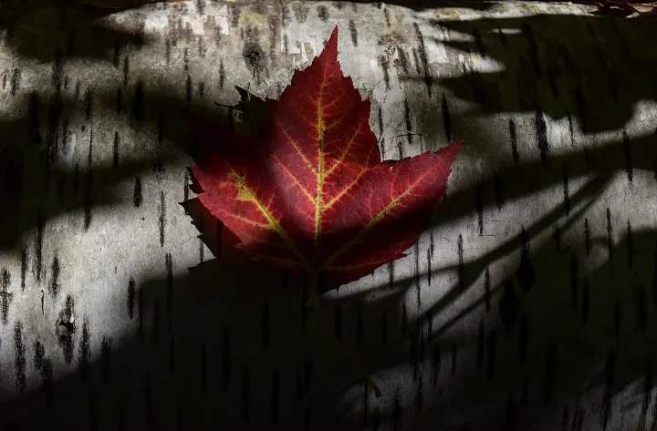 Red maple leaf on paper birch