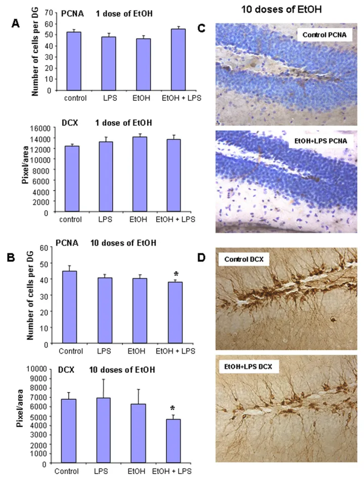 Ten daily doses of ethanol exposure reduced neurogenesis in hippocampal dentate gyrus during combined ethanol and LPS treatments