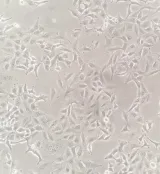 A549 cell line