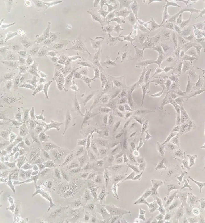 A549 cell line