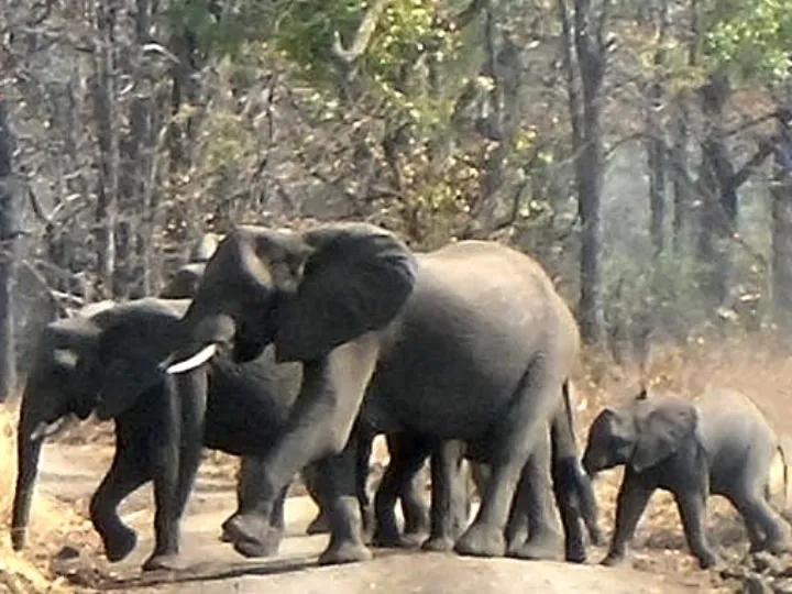 Elephants in Liwonde National Park (cropped).JPG