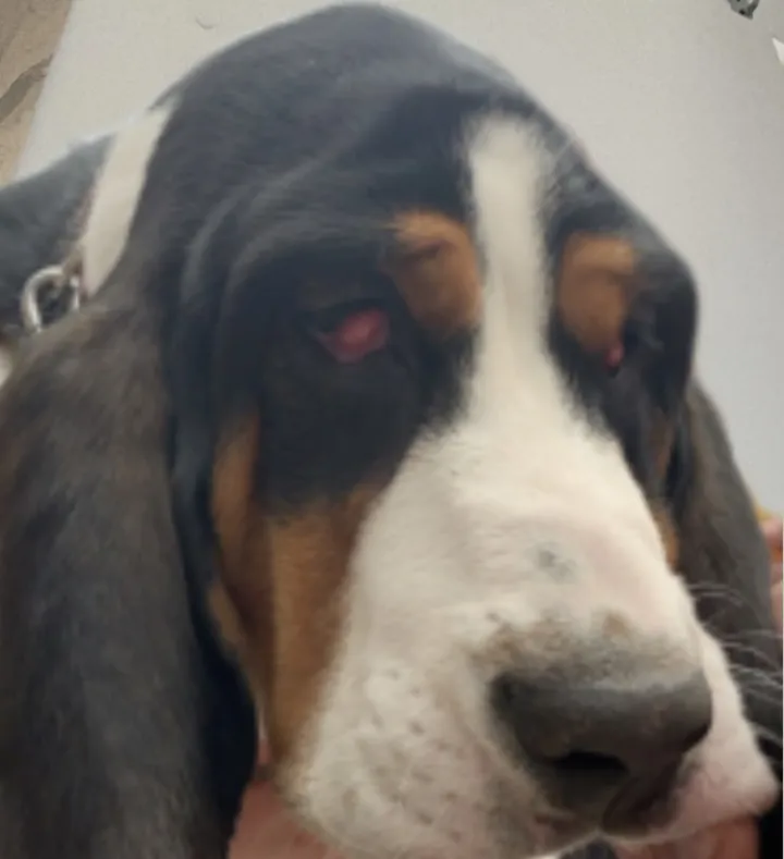 Cherry eye, a common eye condition for basset hounds 