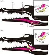 Crocodilian respiration.gif