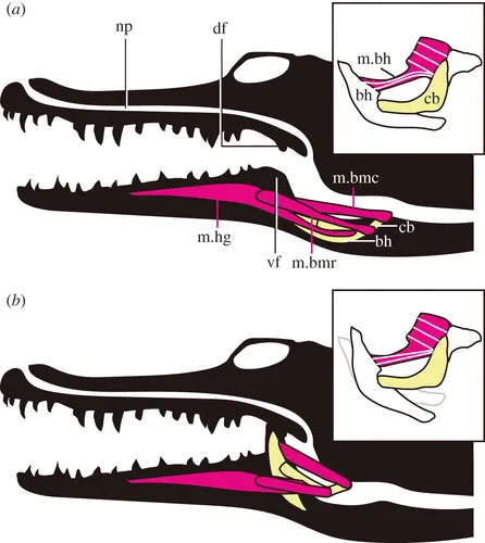 Crocodilian respiration.gif