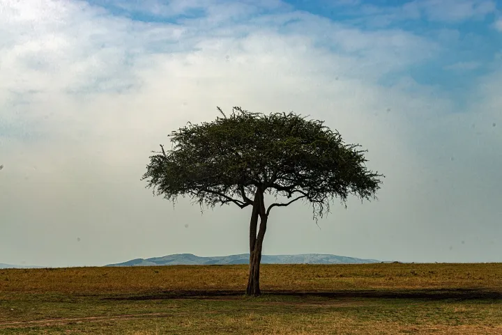 Acacia tree on Maasai Mara landscape, Kenya