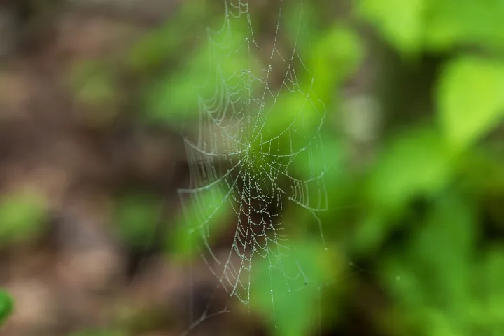 Spider web (55341011356)