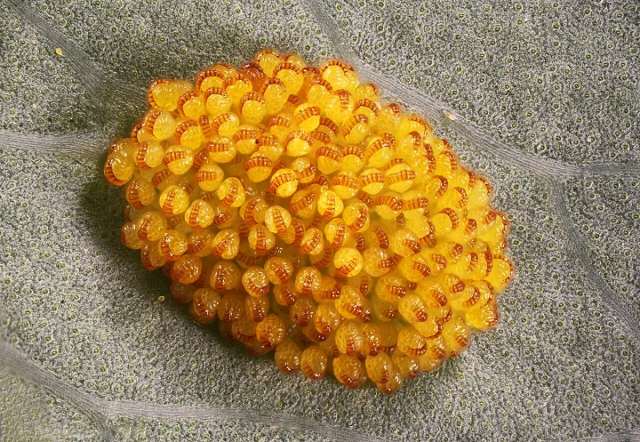 Сорус папоротника Polypodium aureum