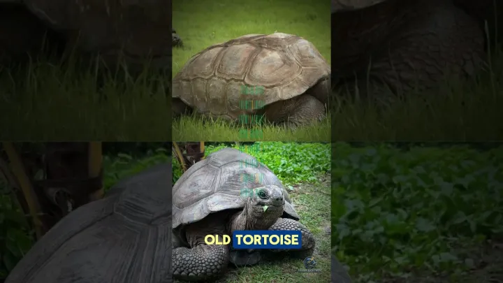 This 194-Year-Old Tortoise Has an Unexpected Molecular Secret 🐢🧬