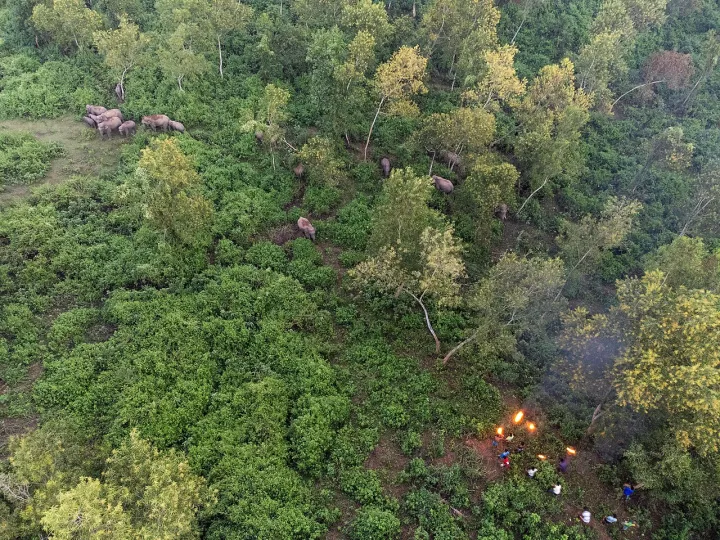 Fight for Home, Villagers use fire, torches, and drums to drive away wild Asian elephants in Sherpur, Bangladesh. Shrinking forests force elephants into settlem