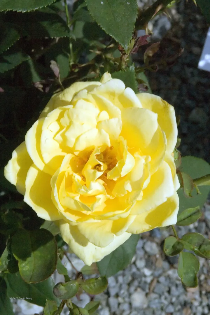 Rosa Welcome Home 1zz