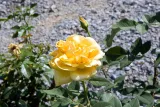Rosa Welcome Home 3zz