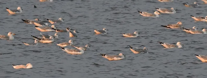 At least nine Bonaparte's Gulls
