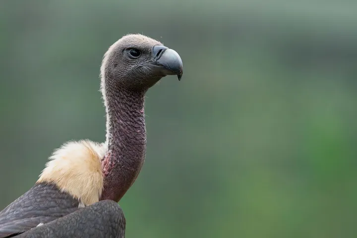 Portrait of a Vulture, Sentinel of the Skies
