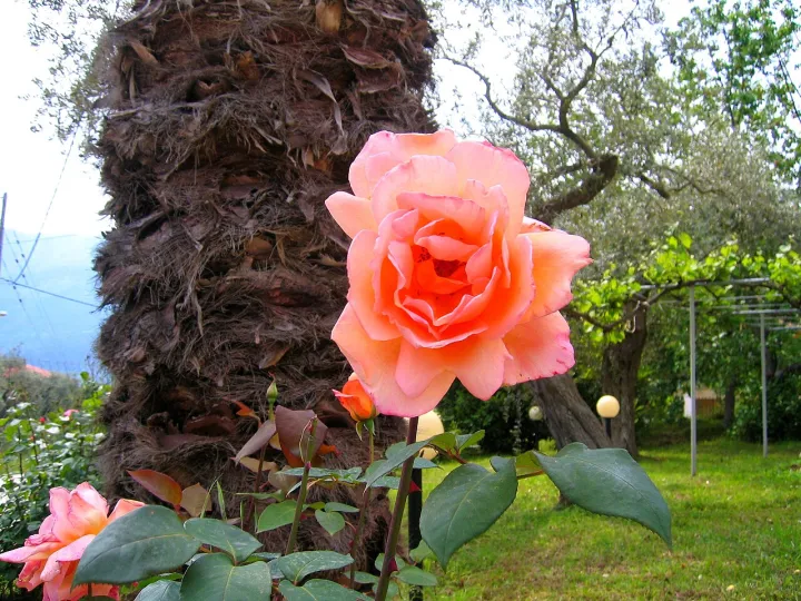 Flickr - ronsaunders47 - A ROSE BY ANY OTHER NAME