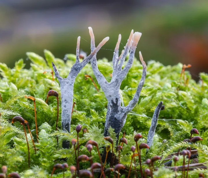 Geweihförmige Holzkeule - Staghorn fungus - Xylaria hypoxylon - 01