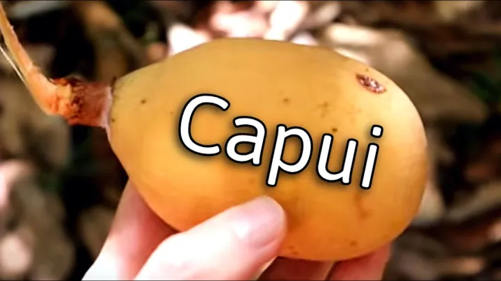 This Rare Fruit Can be Made into CHOCOLATE - Monkey Head Cacao (CAPUI FRUIT)