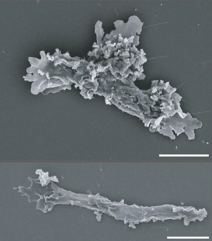 icas SEM, NASA
