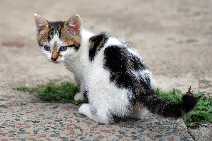 Six weeks old cat (aka)