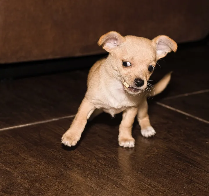 Chihuahua female two months 20250903